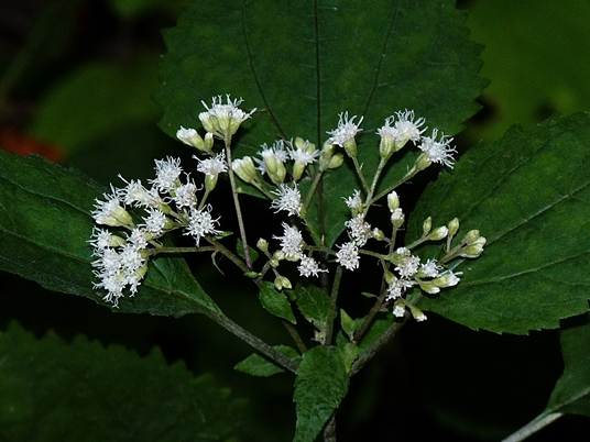 {Ageratina altissima}
